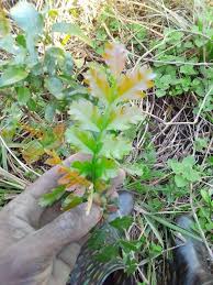 Image result for Hippobromus