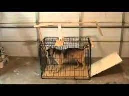 Thorndike puzzle box experiment video. Thorndike Puzzle Box Psychology Experiment Youtube