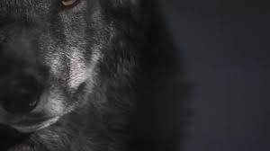 Check spelling or type a new query. 697 Wolf Eyes Stock Videos Royalty Free Wolf Eyes Footage Depositphotos