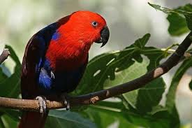 Electus Parrot Eclectus Roratus Parrot Animal Habitats Australian Flora