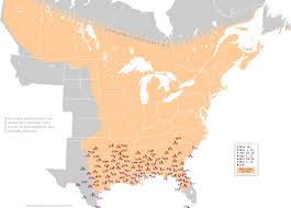 Ruby Throated Hummingbird Migration 2019 Talitamreicom