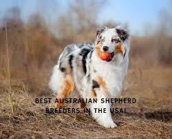 Learn more about monkey today. 4 Best Australian Shepherd Breeders In The Usa 2021 We Love Doodles