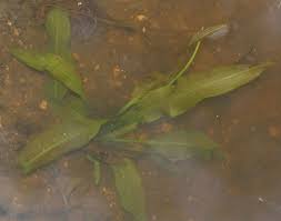 Image result for Aponogeton junceus