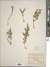 Image result for Selaginella imbricata