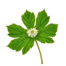 Can Natural Berberine Lower Cholesterol Health24