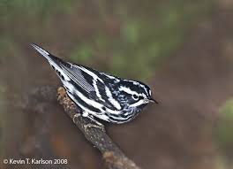 Black And White Bird Florida Black And White Warbler Ad Male Fl Apr Jpg Black And White Florida Birding Beautiful Birds