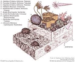 Stem segments like these are especially common in late paleozoic rocks. Paleozoic Era Geochronology Britannica