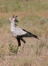 Secretary Bird Sagittarius Serpentarius Picture Taken At Serengeti Nationalpark Tanzania Beautiful Birds Most Beautiful Birds Bird