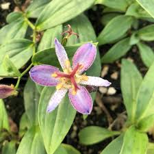 Image result for Tridactyle tricuspis