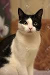 Black and White Cat Breeds - Cat Breeds Encyclopedia