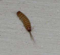 Sobald keine blattläuse mehr vorhanden sind, verschwinden diese insekten wieder und suchen sich neue jagdreviere. Was Sind Das Fur Wurmer Maden Insekten