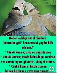 Allah Herkese Nasip Etsin Kumrular Gibi Yasamayi Tavsiye Sozleri Gercekler Ilham Verici Sozler