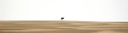 How to manage aggressive camels camel q&a. What We Do The Wild Camel Protection Foundation