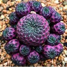 You're lost and thirsty in a desert. 340 Plant Information Ideas Plants Planting Flowers Garden Plants