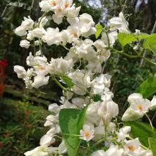 Maybe you would like to learn more about one of these? Tanaman Hias Bunga Air Mata Pengantin Terbaru Agustus 2021 Harga Murah Kualitas Terjamin Blibli