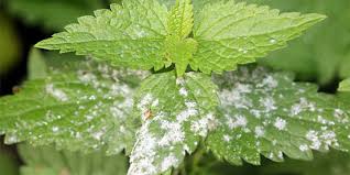 Nicht alle pilzsorten eignen sich für den anbau im garten. Tipps Bei Pilzbefall Im Garten Nabu