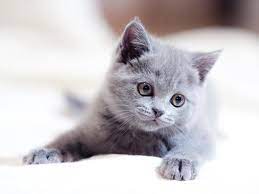 gri yavru kedi google da ara yavru kediler kedi hayvanlar