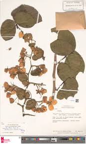 Image result for Senna bacillaris