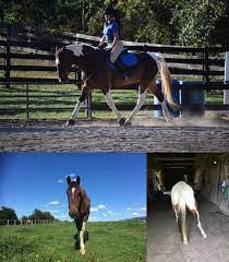 Update Epm In Horses The Horse