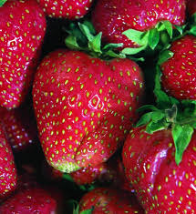The cindy margurita strawberry and basal : Strawberries Bonnie Plants