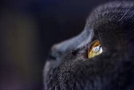 Kedi Gozu Pixdaus Steampunk Images Cats Gothic Images
