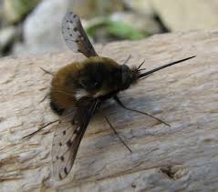 Maybe you would like to learn more about one of these? Natureplus Identification Body Of A Bee Face Of A Mosquito Spring Is In The Air