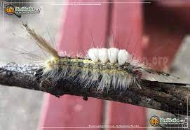 White furry caterpillar with yellow head and two orange spots at base of head. White Marked Tussock Moth Orgyia Leucostigma