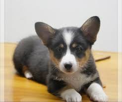 Meet charlie, happy, smart, loyal, fun, and playful, located in delta pa raised with children and other. View Ad Pembroke Welsh Corgi Puppy For Sale Near Florida Crestview Usa Adn 242156