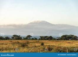 Image result for Disperis kilimanjarica