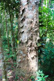 Image result for Pericopsis