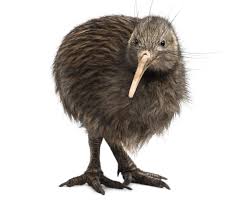 Unusual Facts About The Surprisingly Flightless Kiwi Birds Bird Eden In 2020 Kiwi Bird Animals Bird