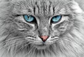 And part of the reason is because how unique they are among the animal kingdom. Exotic Cat Names Names For A Cat In Different Languages