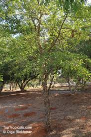 Image result for Acacia nigrescens
