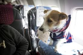 What airlines allow emotional support animals. Will 2020 Mark The End Of Emotional Support Animals On Airlines