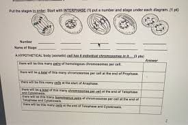 Learn about interphase stages with free interactive flashcards. Solved Put The Stages In Order Start With Interphase 1 Chegg Com