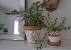 Modern Painted Terracotta Pots