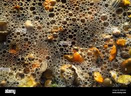 Close up of froth bubbling over brown pebbles on the beach, Kent England  Stock Photo - Alamy