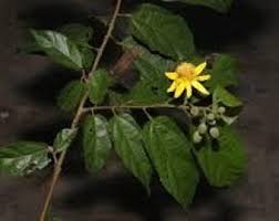 Image result for Glyphaea