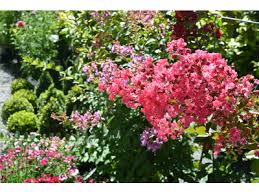 Fiorellini a grappolo profumatissimi che crescono inizio primavera : Home Page