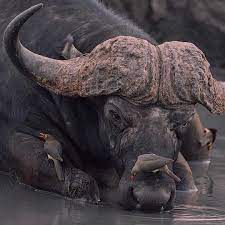 We Do Not Feature Buffaloes Often But It Is One Of The Big Five Majestic Creature Captured By Elbeone De African Animals Big Animals Wild Animals Videos