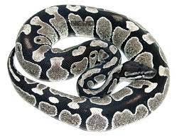 Axanthic Morph List World Of Ball Pythons Ball Python Ball Python Morphs Cute Reptiles