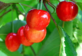 fruits gardens ile ilgili görsel sonucu