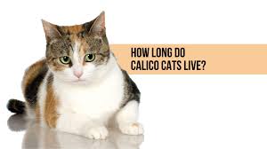 Calico Cat Facts