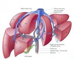 Image result for Liver Abscess