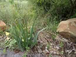 Image result for Dietes flavida