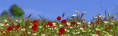 See more ideas about landscape, landscape pictures, beautiful gardens. Flowers Field Landscape Wallpaper Nature And Landscape Wallpaper Better