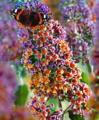 Multicoloured Butterfly Bush Trees And Shrubs Bakker Butterfly Bush Beautiful Flowers Buddleja Davidii