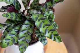 We did not find results for: Rattlesnake Plants Care Growing Guide
