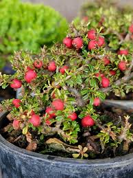 Image result for Cotoneaster microphyllus