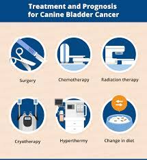 Here is a checklist that you can use to monitor. Bladder Cancer In Dogs Canna Pet